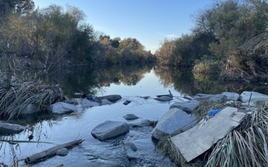 A section of a natural Los Angeles River inspires debate over whether more of the river could look this way. (Caleigh Wells)