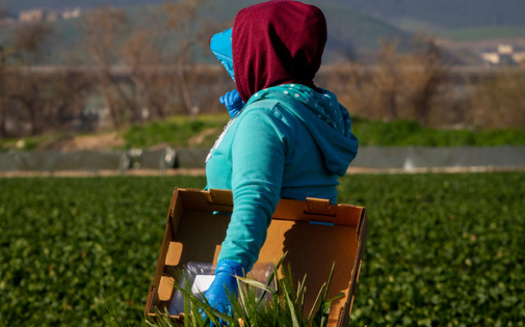 Washington state implemented rules to prevent farmworkers from the hot summer weather. (Armstrong Photo/Adobe Stock)