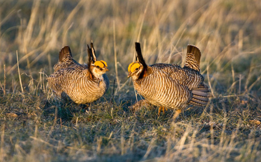 Lesser prairie chickens require large parcels of intact native grasslands, often in excess of 20,000 acres, according to the Center for Biological Diversity. (Adobe Stock)<br />