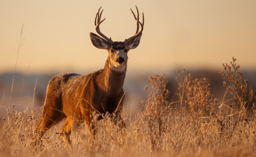 Since the early 90s, the state has lost about 250,000 mule deer. (Adobe Stock)