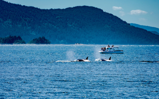 A new law in Washington state creates a single buffer zone around orcas of 1,000 yards for small vessels. (Scott Bufkin/Adobe Stock)
