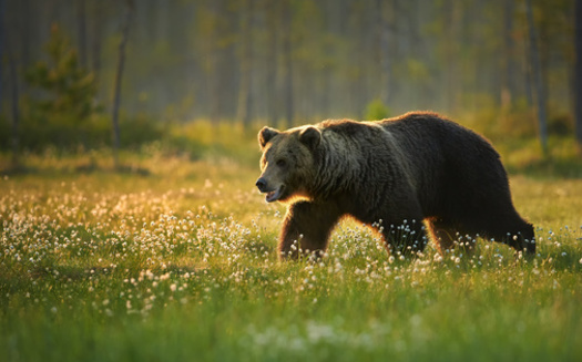 In the 1800s, about 50,000 grizzly bears roamed the western United States. Now, that number is fewer than 2,000. Despite the dwindling numbers, the government has tried to remove them from the Endangered Species List and twice been rebuffed, according to the Alliance for the Wild Rockies. (Adobe Stock) 
