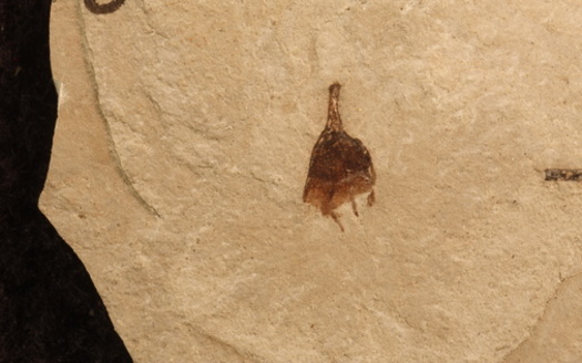 Fossil research suggests the oldest chile pepper specimen may be from the Southwest, and not South America as originally believed. (R. Deanna/University of Colorado)