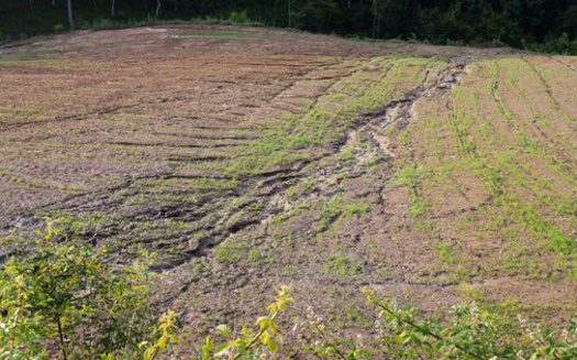 Experts say canopy cover to prevent rainfall from directly striking sloped soil, and a strong plant root system to bind the soil, are two of the best methods for preventing erosion. (Adobe Stock)