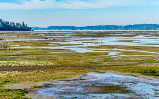 Wetlands cover nearly 940,000 acres in Washington state. (George Cole/Adobe Stock)