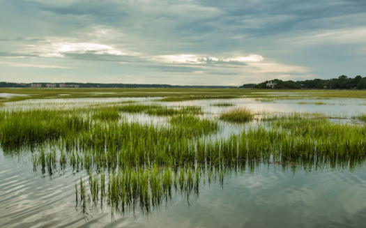 Wetlands are valuable for flood protection, water quality improvement, shoreline erosion control, and provide habitat for thousands of species, according to the U.S. Geological Survey.(Adobe Stock)<br />