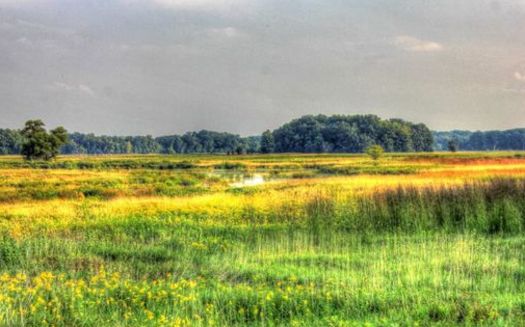 A wetland and marsh area at Chain O' Lakes State Park. Illinois' Interagency Wetland Policy Act of 1989 set a goal of no net loss of wetlands due to projects funded by the state. (GoodFreePhotos.com)