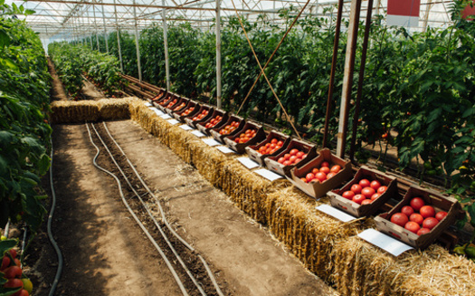 Smaller and mid-sized farms say due to market concentration and supply-chain issues within agriculture have made it much harder to get their foods to various markets, including schools and restaurants within their own regions. (Adobe Stock)