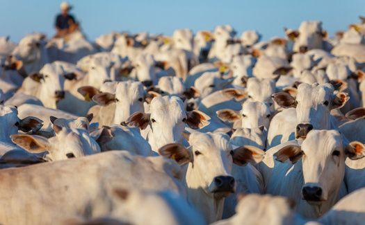 Scientists say to correct the problem of overgrazing and wildlife habitat degradation on public lands, the livestock stocking rate would need to be reduced by about two-thirds from present numbers. (Adobe Stock)