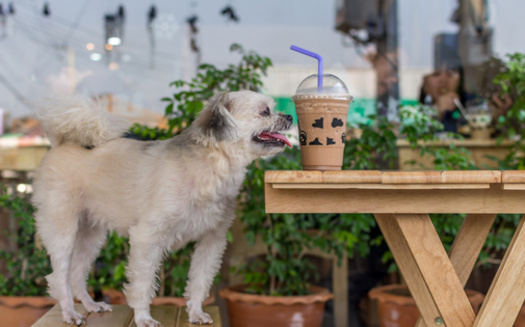 While there has been some backlash from customers, a number of states have adopted laws that allow dogs to be at outdoor restaurants, so long as they stay away from food preparation. (Adobe Stock)