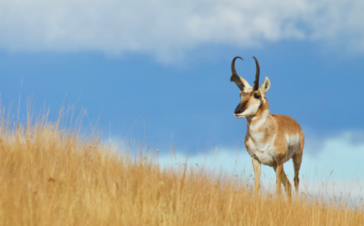 There are about 25,000 pronghorn in Oregon. (tomreichner/Adobe Stock)