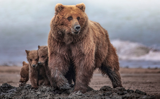 Before being hunted to the brink of extinction, some 50,000 grizzlies roamed the lower 48 states. Today there are fewer than 2,000. (Adobe Stock)