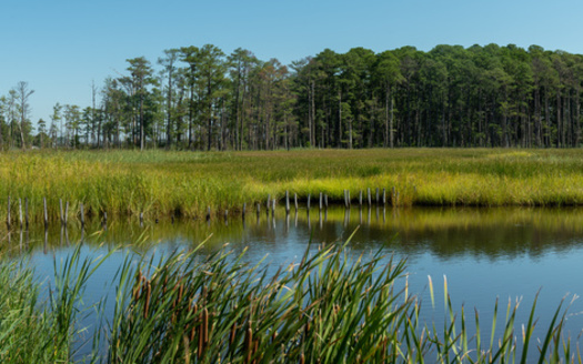 About 5.7 million acres of North Carolina or 17% of the state is made up of wetlands, according to the U.S. Geological Survey. (Adobe Stock) 