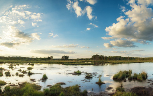 Wetlands make up 10% of Alabama. They vary in size from under an acre to a 100,000-acre forested area in the Mobile-Tensaw River Delta. (Adobe Stock)