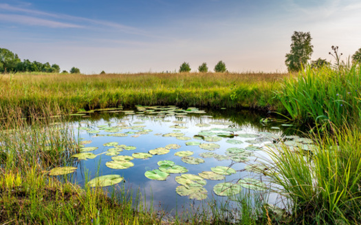The Okefenokee Swamp in Georgia is one of the largest freshwater wetlands in the United States. (Adobe Stock)