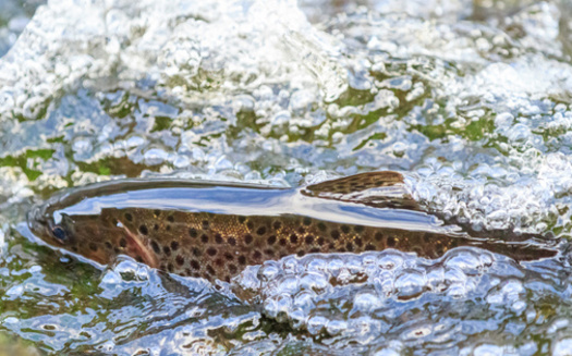 Salmon populations in the Northwest face growing decline in the region. (jamie/Adobe Stock)