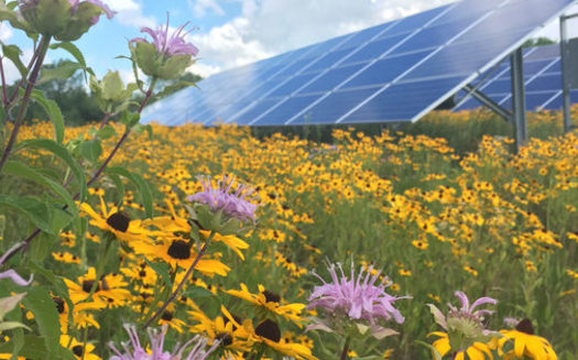 Connexus Energy operates a 'solar meadow' at its headquarters in Ramsey, Minn. (Photo courtesy of Fresh Energy)