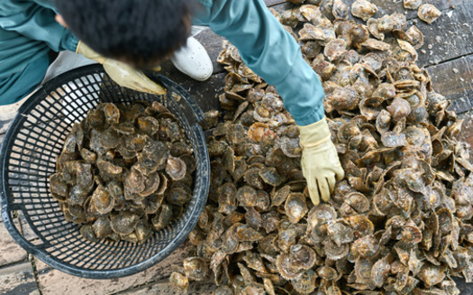 Oyster reefs provide habitat for hundreds of species, including mussels, barnacles and sea anemones, which settle on reefs and provide food for many other species. Crabs and fish also hide from predators within reef crevices. (Adobe Stock)