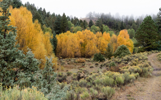 Parcels of land downstream of Ruybal Fox Creek Ranch have been subdivided into 35- to 50-acre large-lot tracts. (Rio Grande Headwaters Land Trust)