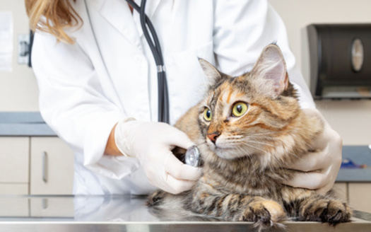 According to the Mars Veterinary Health study, nearly 41,000 additional veterinarians will be needed to meet the needs of companion animal health care by 2030. (Adobe Stock)