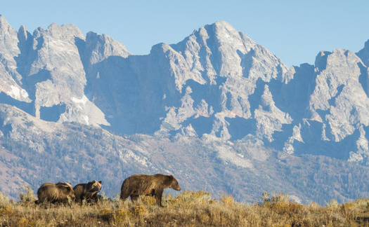 Wyoming Governor Mark Gordon has called for restoring trophy hunting, and recently filed a lawsuit against the U.S. Fish and Wildlife Service for taking too long to remove Endangered Species Act protections for all grizzlies in the state. (Adobe Stock)