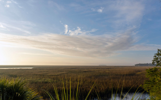 Salt marshes, mangroves and seagrass beds absorb large quantities of carbon dioxide from the atmosphere and store it, thus decreasing the effects of global warming. (Joanne Dale/Adobe Stock) 