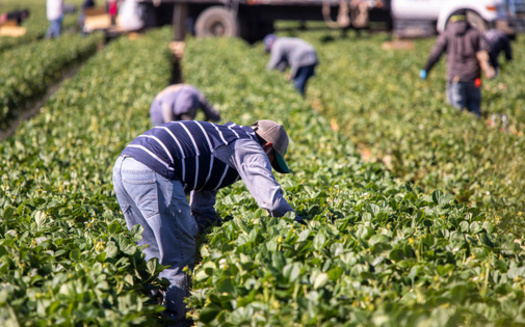In 2021, workers in the agriculture, forestry and fishing industry experienced one of the highest fatal injury rates at 20 deaths per 100,000 full-time workers, compared to a rate of 3.6 deaths per 100,000 workers for all U.S. industries. (Adobe Stock) 