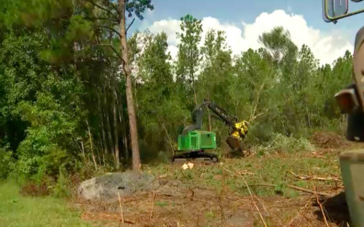 Trees being clear-cut in a forest near Tuckahoe, North Carolina, for use in wood pellet production. (TV2 Denmark)