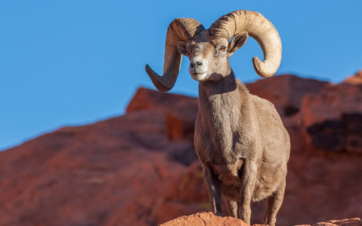 Assembly Bill 112, creating a new state fund for use constructing safe wildlife crossings, will go into effect July 1, 2023. (Adobe Stock)