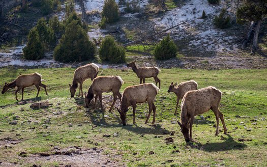 BLM investments will be used to restore 323,000 acres of public lands in the San Luis Valley and 170,000 acres in North Park, home to important big-game migration corridors. (Adobe Stock)