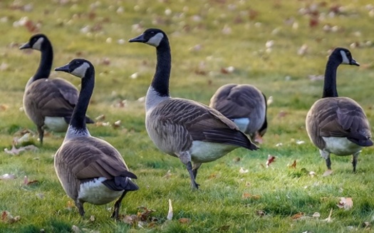 Park district leaders faced with controlling higher populations of Canadian geese say too many of them pose public health and safety risks. But some management plans rely on killing groups of birds, which animal-rights groups say is costly and ineffective, in addition to being cruel. (Adobe Stock)