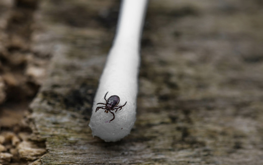 Blacklegged ticks or deer ticks are widely known to transmit Lyme disease, and new research shows they can carry enough prions to infect deer with Chronic Wasting Disease. (Adobe Stock)