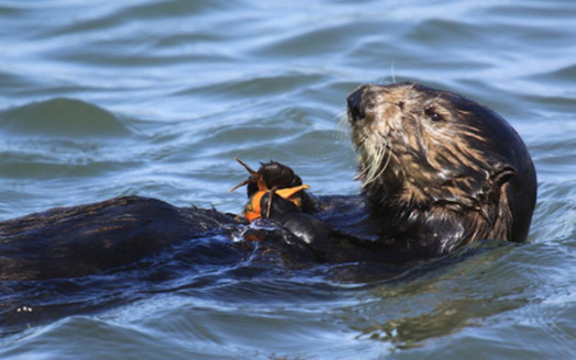A 2022 U.S. Fish and Wildlife Service assessment found that reintroduction of sea otters is biologically feasible in California, and may have significant benefits for a variety of species in the marine ecosystem. (Lilian Carswell/USFWS)