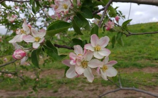 One of the apple blossoms found at The Cider Farm in southwestern Wisconsin, which strives for biodiversity in protecting species. (Photo courtesy of The Cider Farm)