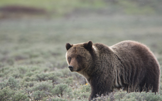 The Cabinet-Yaak ecosystem, one of six designated recovery zones for grizzly bears in the lower 48 states, is located in northwestern Montana and northeastern Idaho. (Adobe Stock)