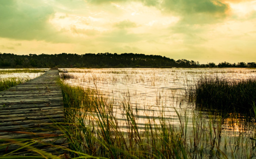 Research indicates the marshes provide an estimated protective value of more than $7,000 per acre, annually, from storm surge and flooding alone. (Davide Bonaldo/Adobe Stock)