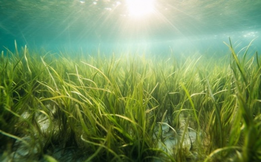 Photographic evidence from the 1930s suggests that seagrass like that in this contemporary photo may have covered between 200,000 and 600,000 acres along the Chesapeake Bay shoreline. (Adobe Stock)