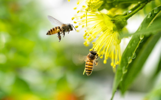 Fall asters (New England asters) and goldenrods are considered two of the most important fall flowers for honey bees and bumble bees, providing some of the last fresh food they will eat before the winter freeze. (Adobe Stock) 