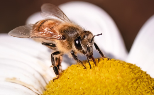 Pollination is crucial to more than 1,200 food crops. It nourishes nearly 200,000 different plants that yield various oils, cotton, seeds, and vegetables. (Victoria Virgona/Adobe Stock)