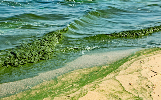 Harmful algal blooms typically occur in Michigan during the summer months and can last well into the fall. (sunday_morning/Adobe Stock)