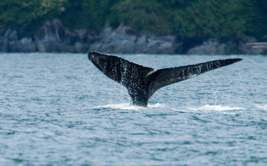 Wildlife officials say whale entanglement numbers are likely much higher than recorded. (Andy-Kim Mller/Adobe Stock)