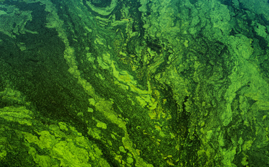 There were 14 health advisories and closures on Idaho lakes because of algae blooms in 2022. (Mykola Mazuryk/Adobe Stock)