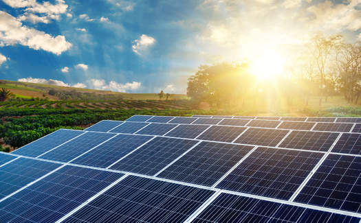 Some crops beneath solar panels only need watering every couple of days, compared with every few hours for those grown in direct sunlight. (Adobe Stock)