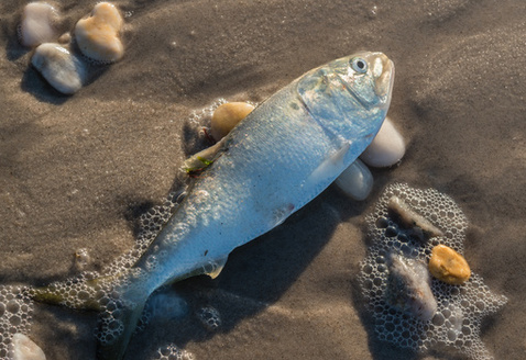 The Chesapeake Legal Alliance sued in May to challenge the Virginia Marine Resources Commission's standards on menhaden harvesting. The proposed regulations would have pushed these operations away from the shores of Chesapeake Bay in the hopes of preventing net spills. (Adobe Stock)