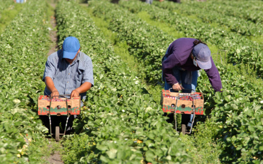 About one-quarter of Maine farmworkers live in poverty, making them roughly 4.5 times as likely to live below the poverty line as other Maine workers, according to the Maine Center for Economic Policy. <br />(Adobe Stock)