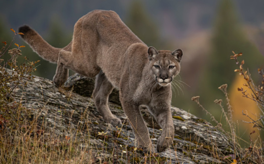 Montana encompasses 145,552 square miles of land. The Montana Fish, Wildlife and Parks Department estimates about half, or 74,000 square miles, is suitable mountain lion habitat. (Adobe Stock) 