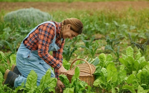 The U.S. Department of Agriculture recently allocated $300 million for projects that will increase land access for underserved farmers, including funding to restore lands into the hands of those who have been underserved. (Adobe Stock)