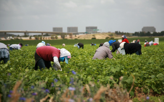 North Carolina farm workers have been organizing in similar fashion to those in Virginia. An Oxfam study found one in four workers is paid less than the federal minimum wage, and more than half aren't paid enough to meet their basic needs. (Adobe Stock)