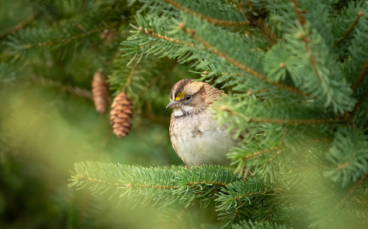 Roughly 190 species of birds breed in New Hampshire. Of these, roughly 80 are decreasing, especially those migrating the longest distances, or feeding on insects in flight, including sparrows, according to the Audubon Society. (Adobe Stock)<br />