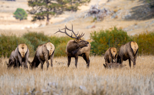 Wyoming has been a leader nationally on protecting wildlife migration corridors, including vast tracts of grasslands key for wildlife connectivity. (Adobe Stock)